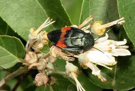 Ellipsidion humerale.jpg