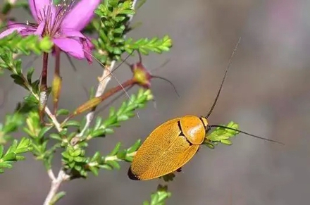 Polyzosteria fulgens.jpg